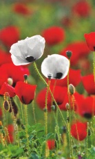 Field of white and red poppies
